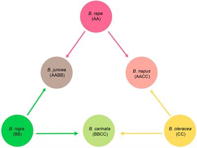 Maternal Inheritance of U’s Triangle and Evolutionary Process of Brassica Mitochondrial Genomes